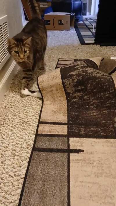 Under the rug taps!🤣