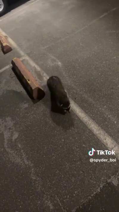 a Raccoon approaches a human