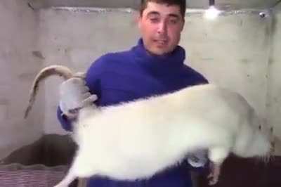 WoW Rat