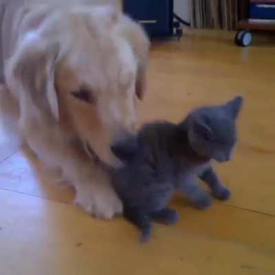 Котик обыгрался в компьютерные игры