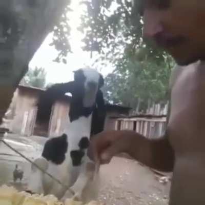 T&aacute; comendo mais que eu fi de corno