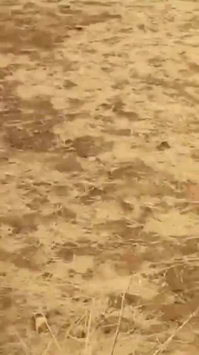 A large Sudanese Army unit is routed by the RSF leading to personnel fleeing on foot