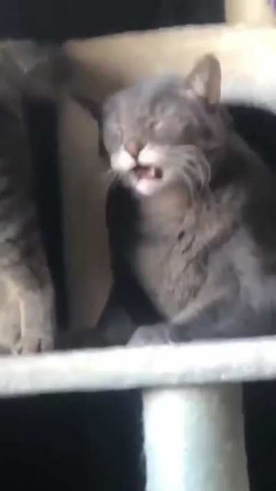 Regret cat