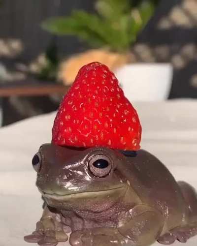cute froggie breakfast song
