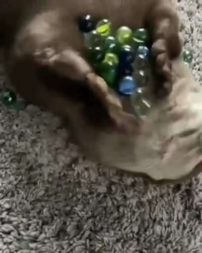 An otter who likes playing with marbles
