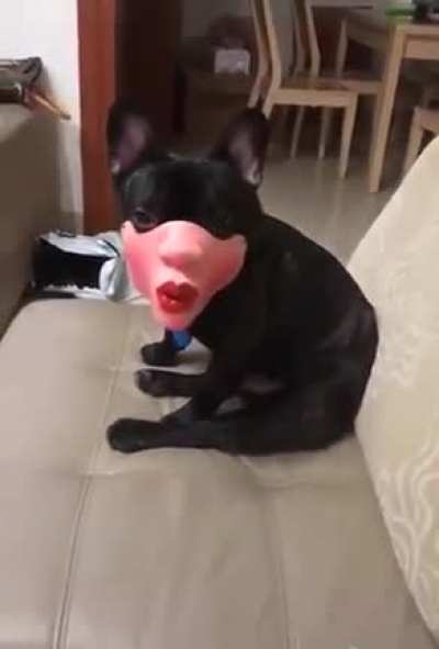 Thanks, I hate this doggo