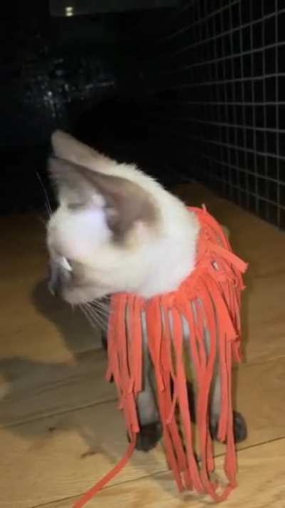 I&rsquo;m a lion!