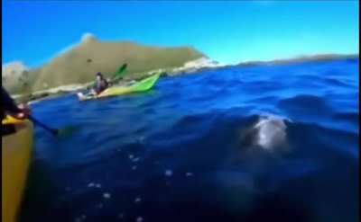 Getting slapped with an octopus by a seal