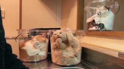The cat is water!😸