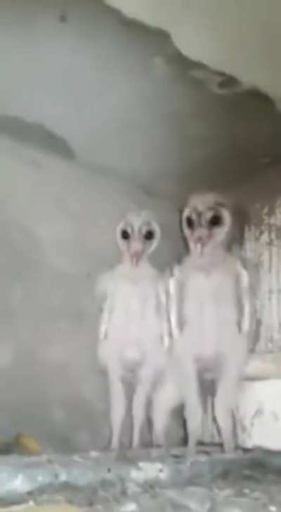 It looks like aliens are nesting in the attic again