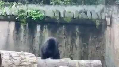 Ninja bear