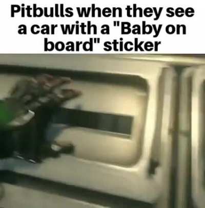 Pitbull when