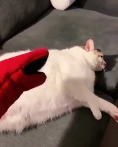 Chonk sleep