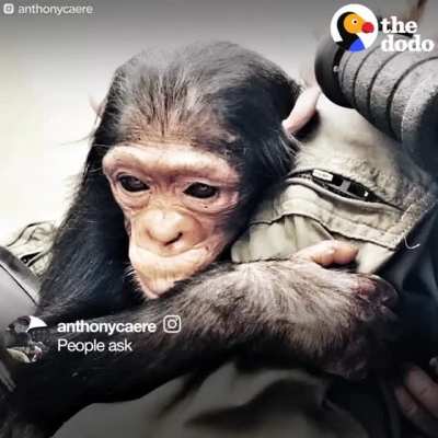 Man and chimp