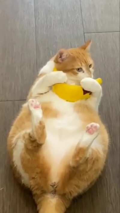 When the catnip hits (credits squilliamfancyson97)