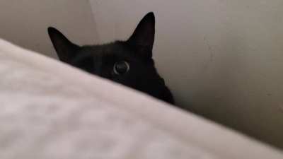 Awwww look at the little kitty