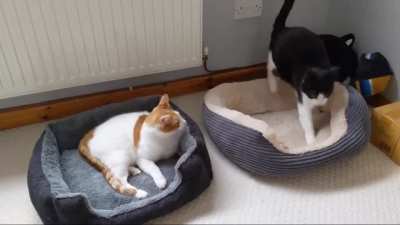 Can cats see ghosts?