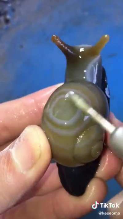 Forming a snail!