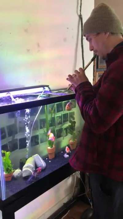 My spouse plays flute every morning for my water hamsters
