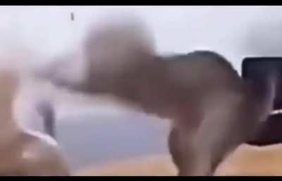 Macarena