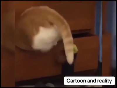 Cartoon vs reality
