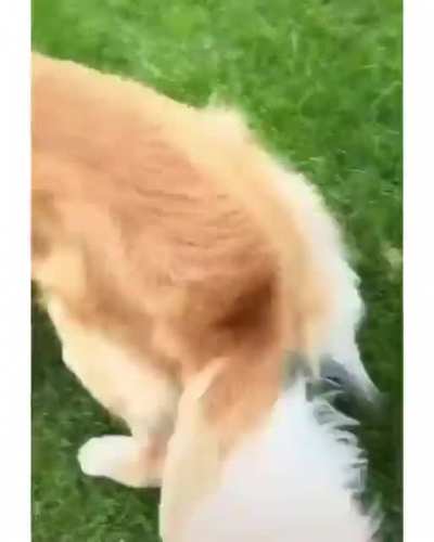 Broken doggo
