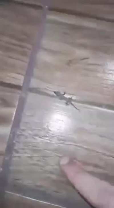 🐊