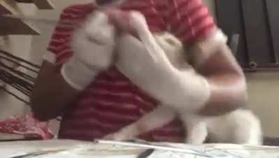 There goes your grade, let's hope the teacher likes cats