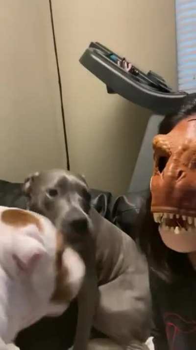 The first dog will DEFINITELY be having nightmares.