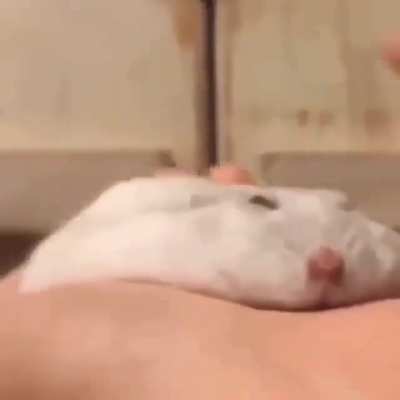 Tortilla