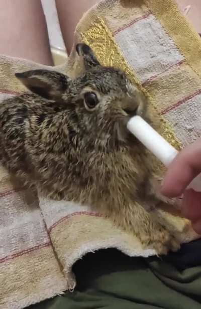 Funny rabbit