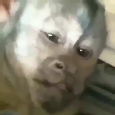 La mama del C&eacute;sar cuando se la ponen