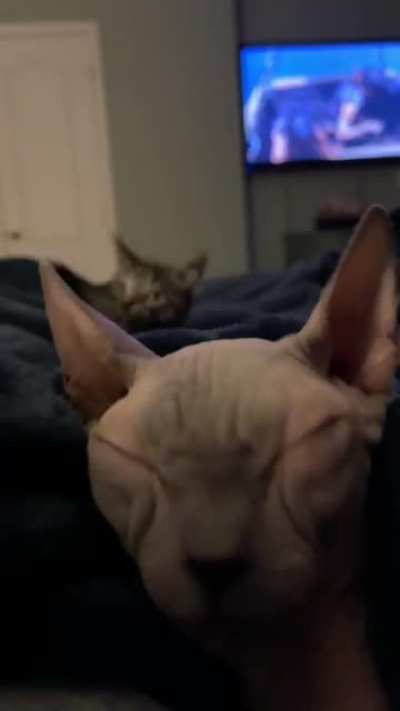 Котики