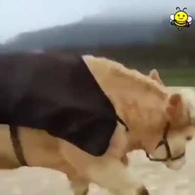 Cow thinks he is a showjumping horse.