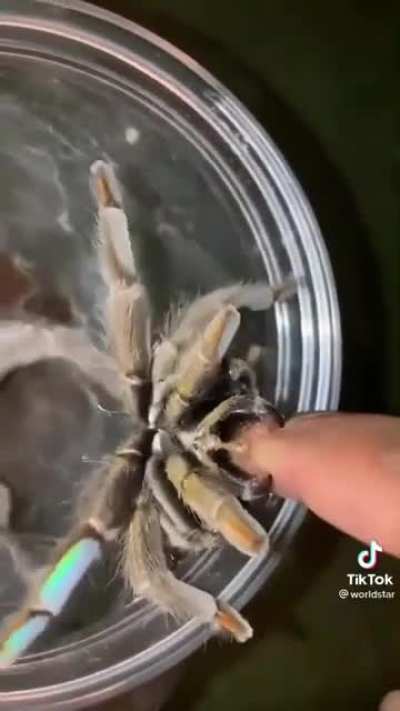 TikToker Kelvin Wiley Demonstrates what it's like to be bitten by a tarantula