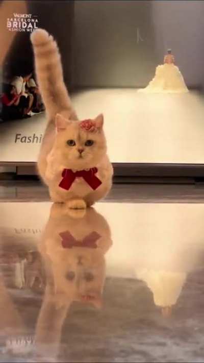 Superstar 🐱