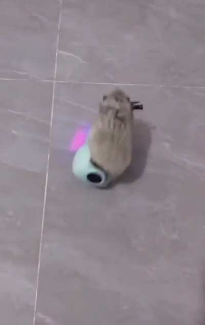 Gangster Hamster!!