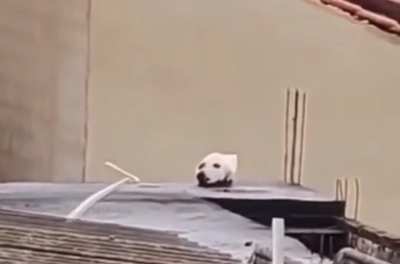Why is there a dog&rsquo;s head?