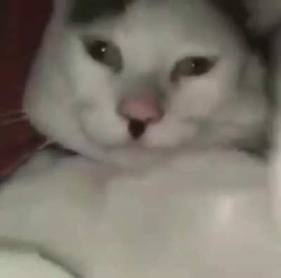 gato hitler