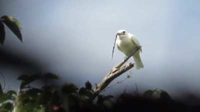 With the loudest bird "song" recorded (125 dB on average), the white bellbird sounds like an alien siren