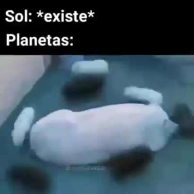 Chancho guaton
