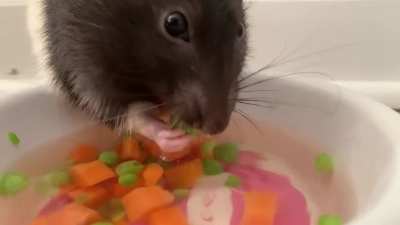 Junior searching for peas 🐀