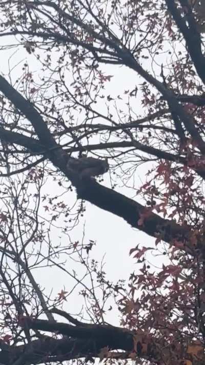 Great horned owl hooting in my local park.. Midwest US