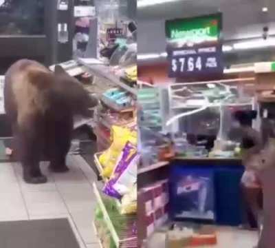 Bears have killed 13 people since 2020 according to Wikipedia.