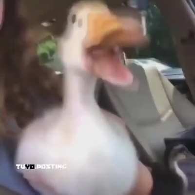 Pato qleao bueno
