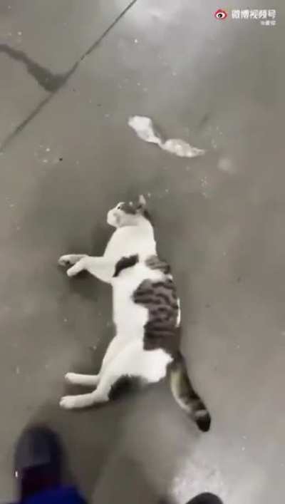 pet me hooman