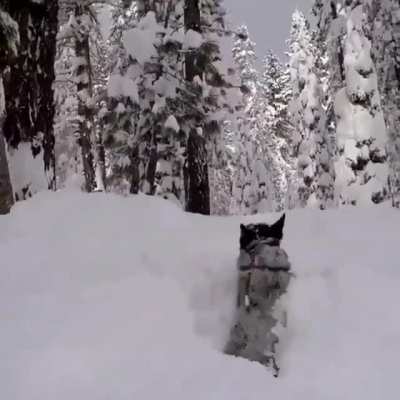 Good boi running in the snow