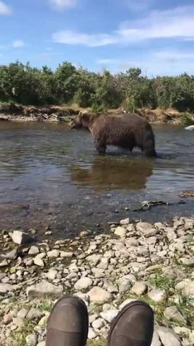 Alaskan Grizzly Bear