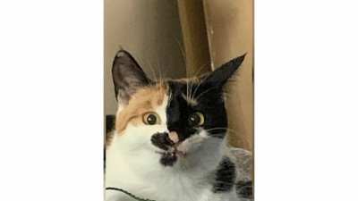 kitten scrunge