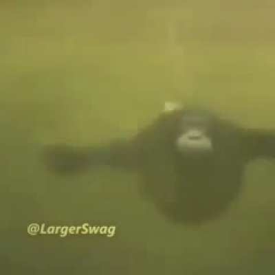 Look at this powerful video